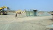 Camels is Terdination Transportation of Arab Countries