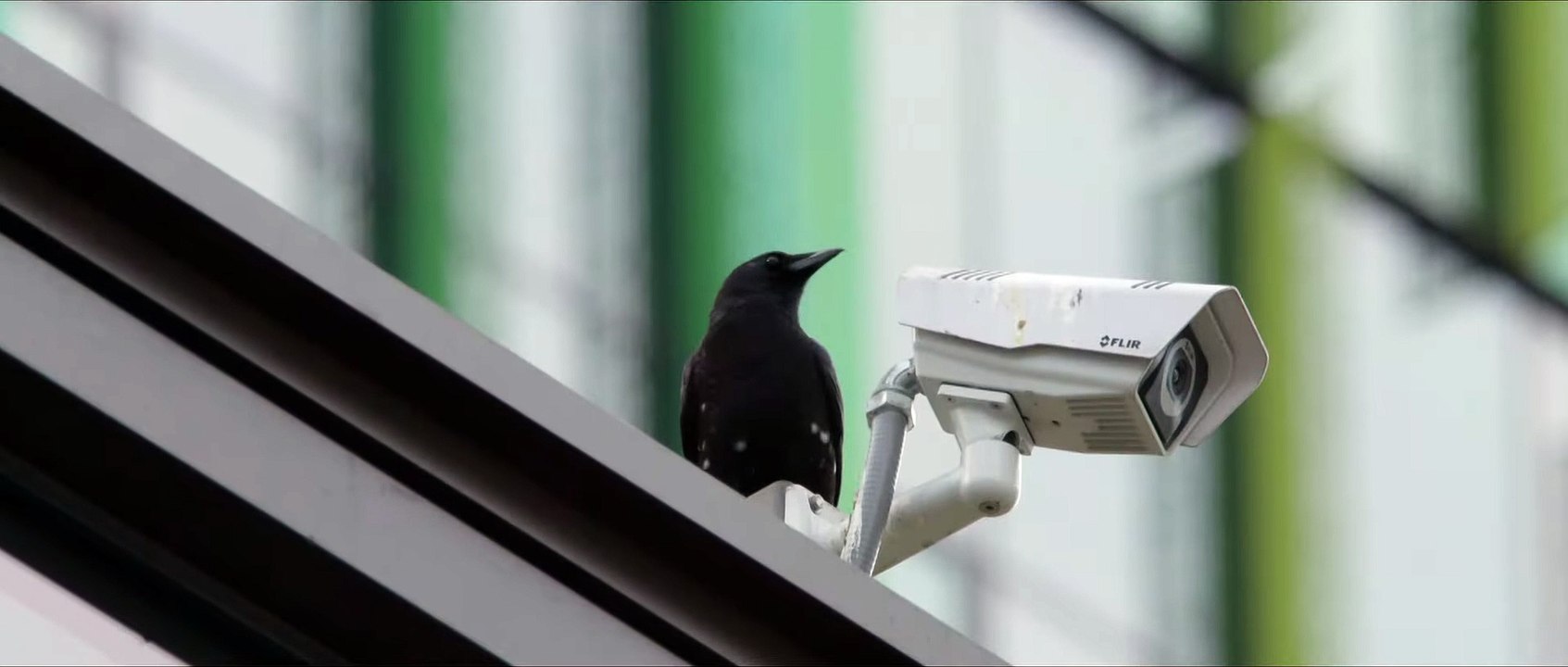 KRÄHEN Nature is watching us Film