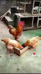 Waqar Durrani Golden Buff Hens Home Breed Lahore