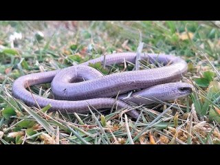 L’orvet : pourquoi il ne faut pas s’en prendre à cet animal ressemblant à un serpent ?