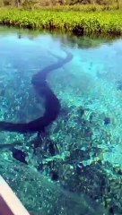 Video: ¡Asombroso! Turistas captan a enorme anaconda durante un paseo en barco