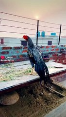 Waqar Durrani Perrot Breed Islamabad