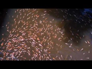 Feeding Fish At The Minh Mang Tomb - Mesmerizing