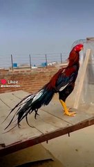 Waqar Durrani Perrot Aseel Breed Islamabad