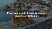 Pourquoi y-a-t-il tant de chats errants en Grèce ?