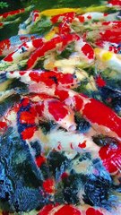 Beauty Of Nature | Hd Video | underwater Ocean Beauty