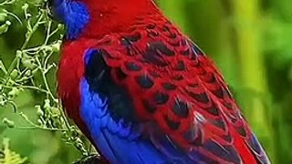Beauty of Nature | sounds of nature 4k hd videos