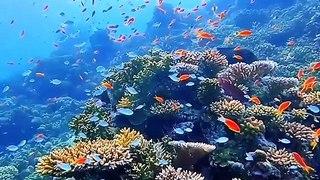 Aquarium Coral Reef Fish | beauty of nature underwater animal