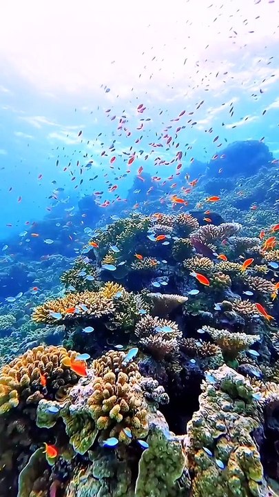 Aquarium Coral Reef Fish | beauty of nature underwater animal