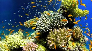 Relaxing Music | Meditation Sleep Music | Aquarium 4k Hd Videos | Ocean Beach