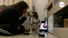 Dream, il Beagle "parlante" di Alessia che sta facendo ridere il web (Video)