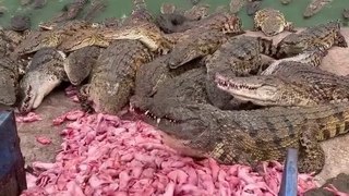 crocodile breeding (Penangkaran Buaya)