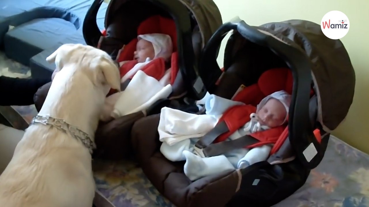 Labrador sieht zum allerersten Mal die neugeborenen Zwillinge: Der Moment ist herzergreifend (Video)