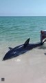 Watch: Florida beachgoers try to rescue giant Mako shark back into ocean by its tail as it thrashes around