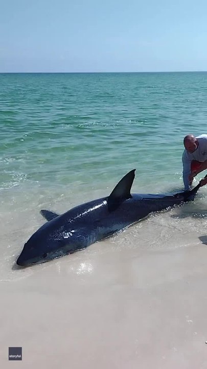 Watch: Florida beachgoers try to rescue giant Mako shark back into ocean by its tail as it thrashes around