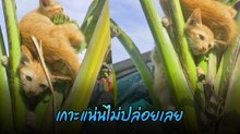 ทั้งขำทั้งสงสาร น้องแมวส้มปีนต้นกล้วยหนีหมา หมดสภาพทั้งพี่ทั้งน้อง