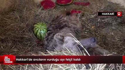 Hakkari'de avcıların vurduğu ayı felçli kaldı