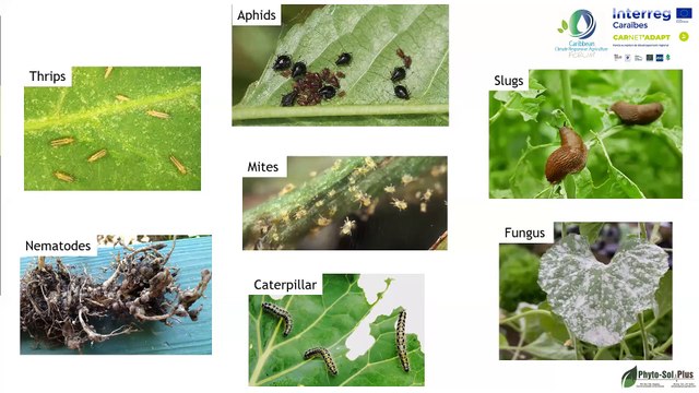 Webinaire CarNet’Adapt : Approches naturelles de la protection des cultures et de la conservation des sols 