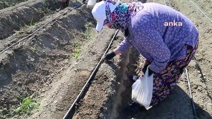 Télécharger la video: Efeler Belediyesi Tarımsal Üretimde Şevketibostanları Toprakla Buluşturdu