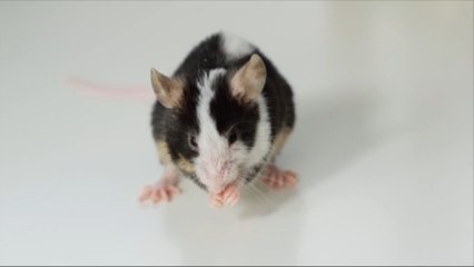 Un étudiant mâche une souris vivante, la Fondation 30 Millions d’Amis porte plainte