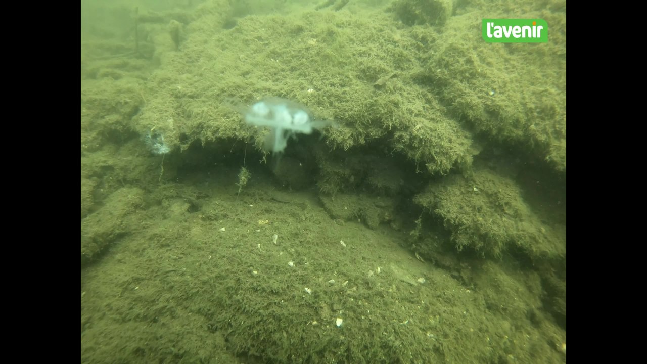 L'année des méduses à Tournai
