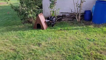 20230918_Sterenn et les chiots 2