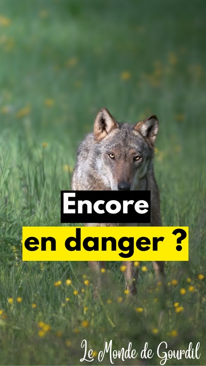 Les loups ces mal-aimés #shorts