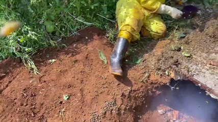 Grande enxame de abelhas é removido embaixo de tampa de fossa