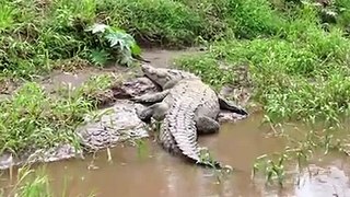 Crocodiles Eat each Other's Parts