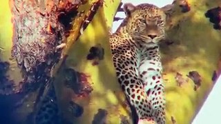 Mother Warthog Attacks Leopard To Save Her Baby !!