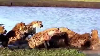 Des Chiens sauvages ont Déchiré une Hyène Enceinte .. Incroyable Bataille Épique !!