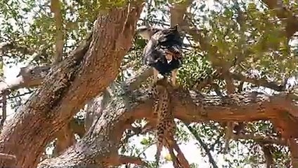 The Mighty Eagle Turns Into a Monster