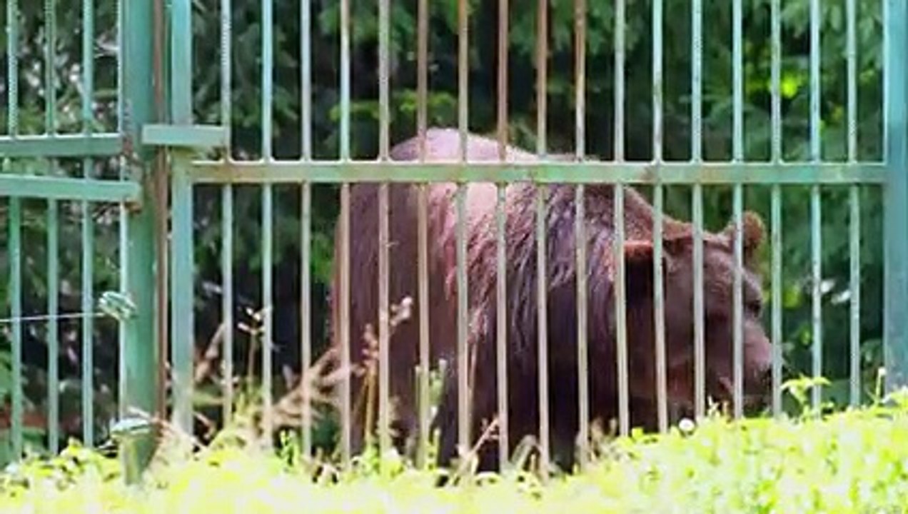 Animals Reaction When They Released For The First Time