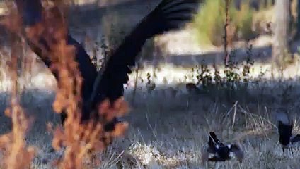 This bird Terrifies All predators