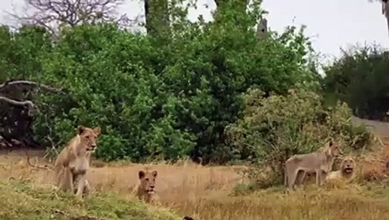 Cursed Hyenas Mercilessly Abandoned By The Clan