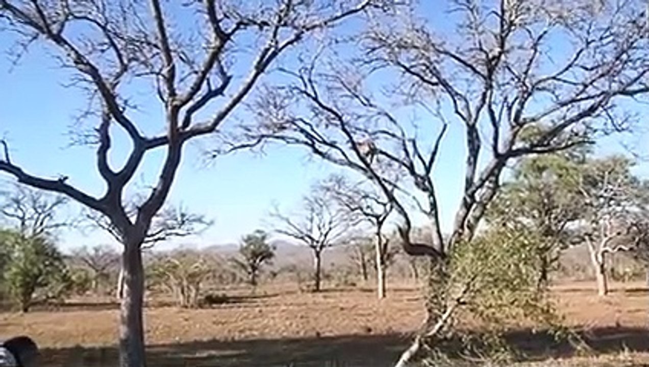 Baboon Regrets Attacking Kings
