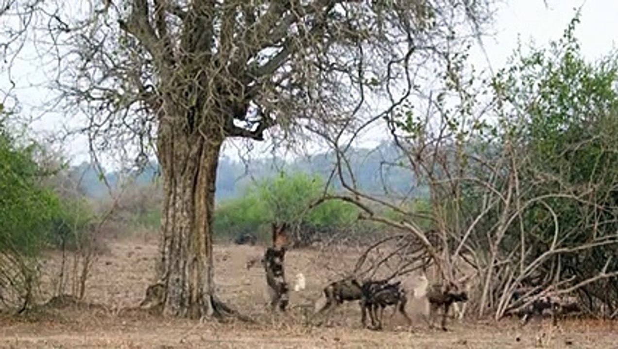 Honey Badger Shows The Leopard Who's The Boss !!