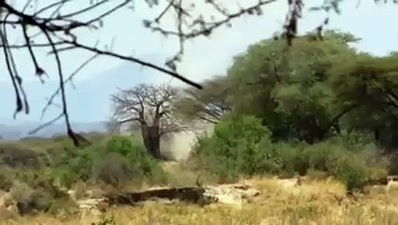 Hyenas Deceive Lions And Steal Their Cubs !!