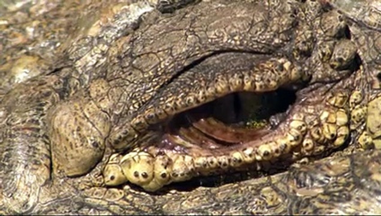 When Lions Accidentally Help a Crocodile Hunt a Baby Hippo
