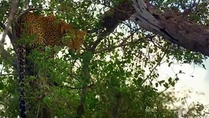 When a Leopard uses 99% of Its Strength to Finish Hyena