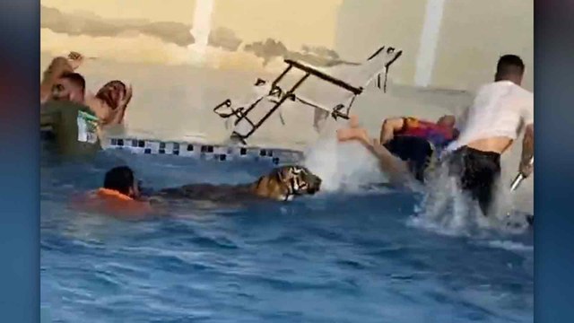 Kaplanın yüzerek geldiğini gördüler, kendilerini havuzun dışına attılar