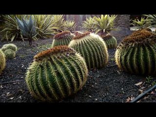 Garcia Sanabria Park in Santa Cruz on  Tenerife - Canary Island Travel Blog