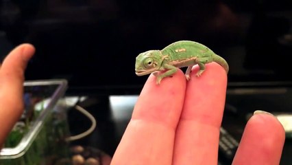 Quoi de plus mignon que ce bébé caméléon de 1 jour