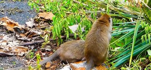 (Tổng hợp) Những chú khỉ con không được khỉ mẹ và đồng loại yêu thươngPoor little monkeys...Phần 5