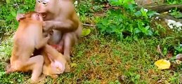(Tổng hợp) Những chú khỉ con không được khỉ mẹ và đồng loại yêu thươngPoor little monkeys... Phần 6