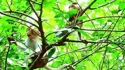 P19- Summary of the animation of the young Lizza monkey in the fight to survive with the herds