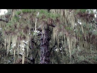 La Caldera Hike Near Oratava - Starting Out At Camp Ground Inside A Volcano - Spanish Moss?