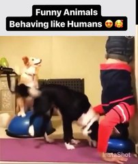 funny animals behaving like human