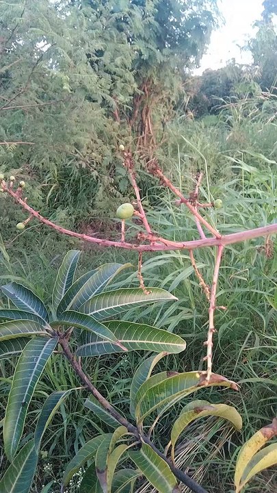Talala gir ma keri mego salu