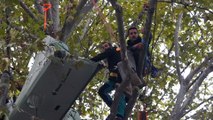 « Un acte de désespoir » : un militant écologiste en grève de la faim dans un platane à Paris